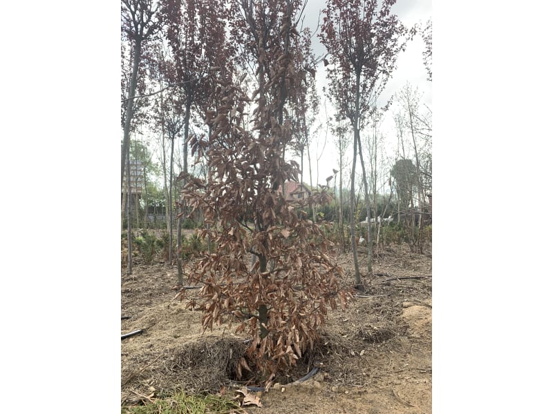 Buk zwyczajny - Fagus sylvatica - KrzyweDrzewa.pl