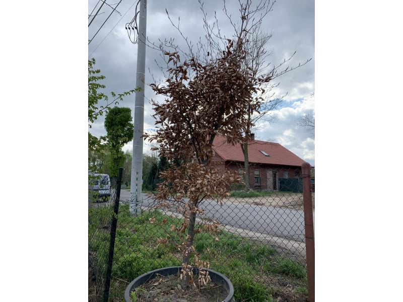 Buk zwyczajny - Fagus sylvatica - KrzyweDrzewa.pl