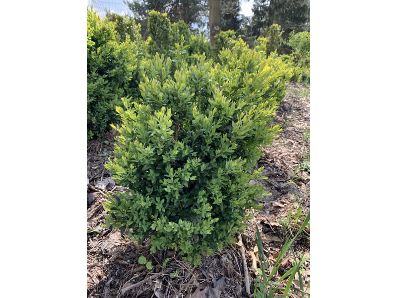 Bukszpan - Buxus - KrzyweDrzewa.pl