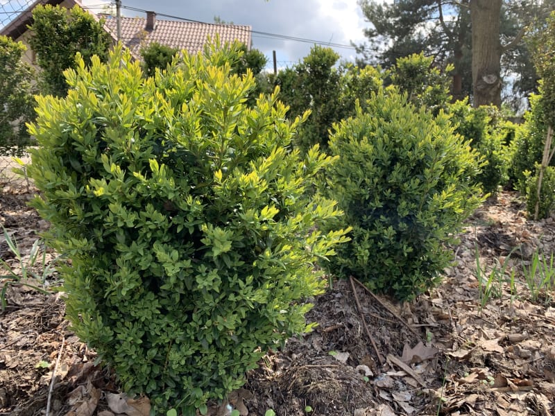 Bukszpan - Buxus - KrzyweDrzewa.pl