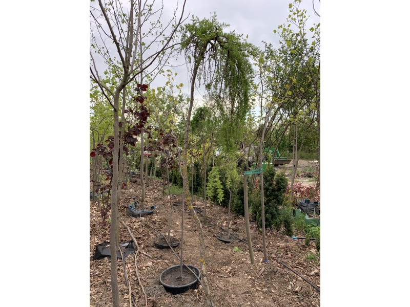 Modrzew szczepiony na pniu - Larix decidua 'Repens' - KrzyweDrzewa.pl