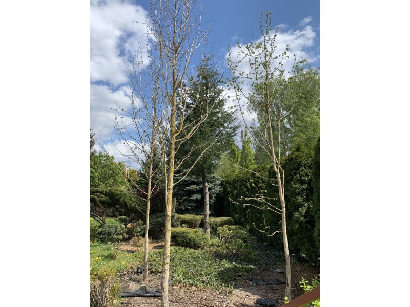 Leszczyna turecka - Corylus colurna - KrzyweDrzewa.pl