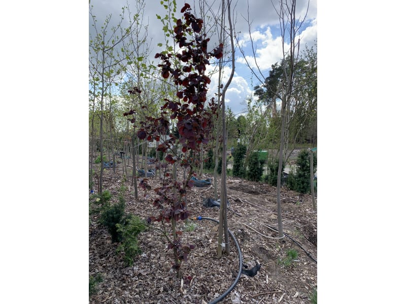 Leszczyna purpurowa - Corylus maxima Purpurea - KrzyweDrzewa.pl