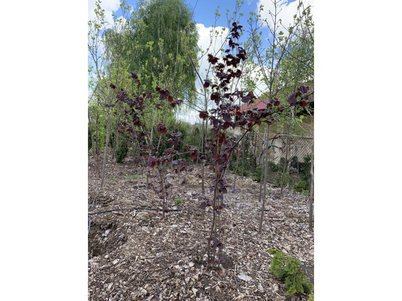 Leszczyna purpurowa - Corylus maxima Purpurea - KrzyweDrzewa.pl