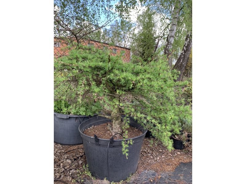 Modrzew formowany - Larix - KrzyweDrzewa.pl