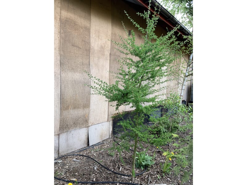 Modrzew formowany - Larix - KrzyweDrzewa.pl