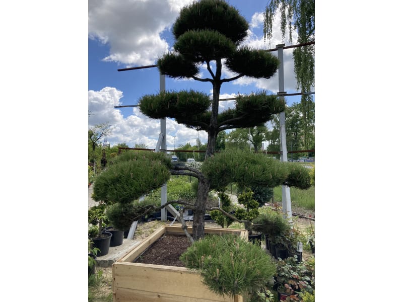 Sosna pospolita - Pinus sylvestris - KrzyweDrzewa.pl