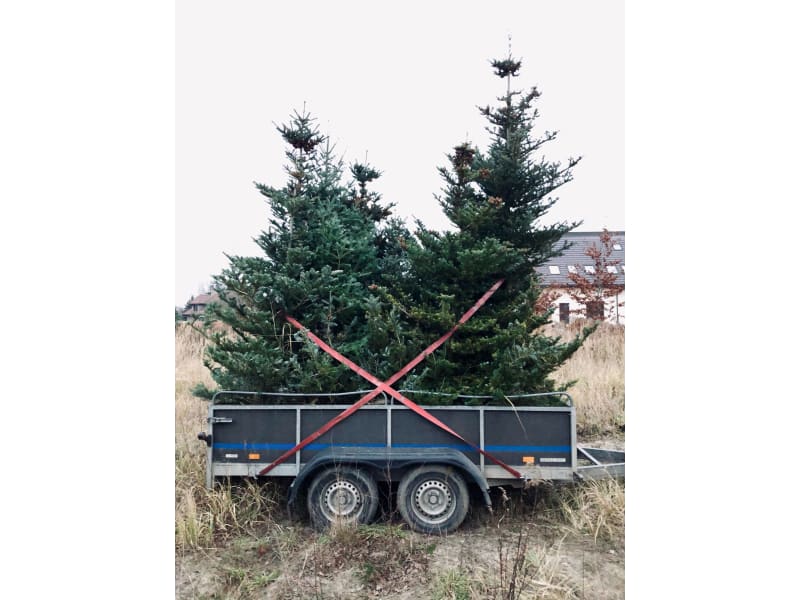 Jodła koreańska - Abies koreana - KrzyweDrzewa.pl