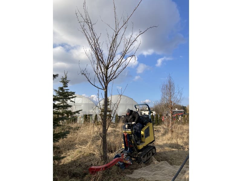 Przesadzanie drzew - KrzyweDrzewa.pl