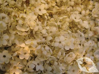 ElderberryFlowers