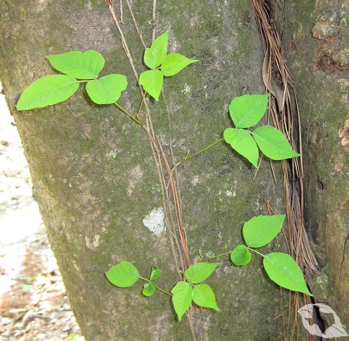 Poison Ivy