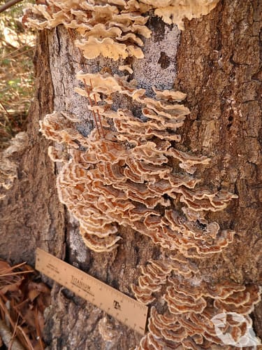 Mushroom - Turkey Tail