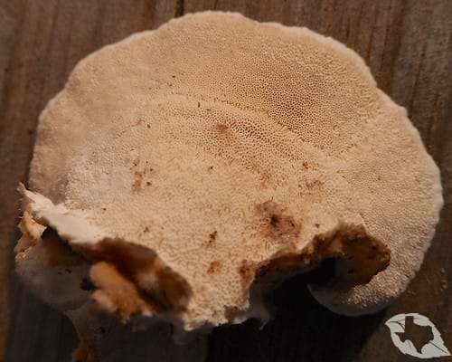 Mushroom - Turkey Tail