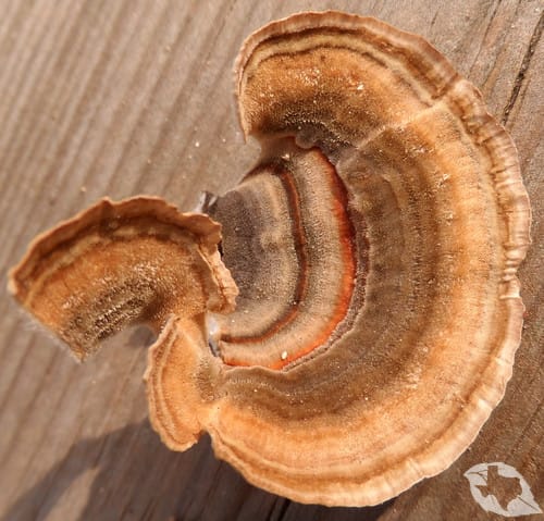 Mushroom - Turkey Tail