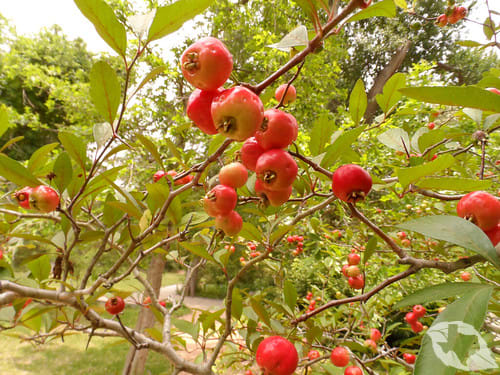 Mayhaw