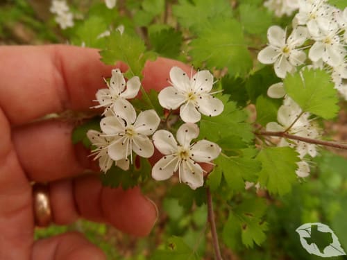 Parsley Hawthorn