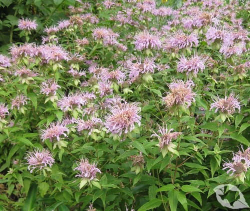Wild Bergamot
