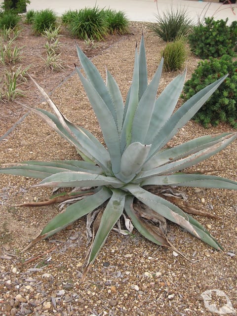 Agave