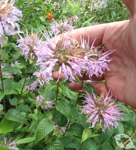 Wild Bergamot