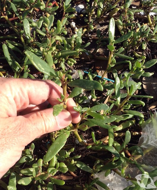 Sea Purslane