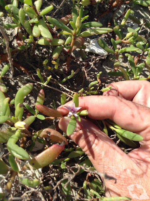 Sea Purslane
