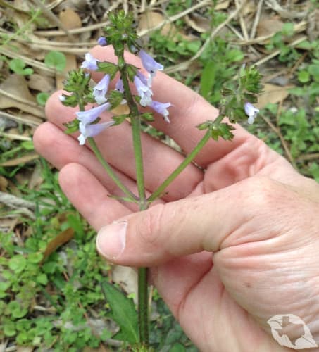 Lyreleaf Sage