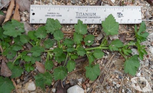 Mallow - Carolina Bristle