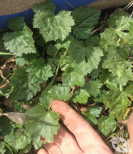 Mallow - Carolina Bristle