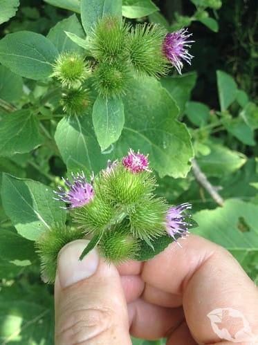 Burdock