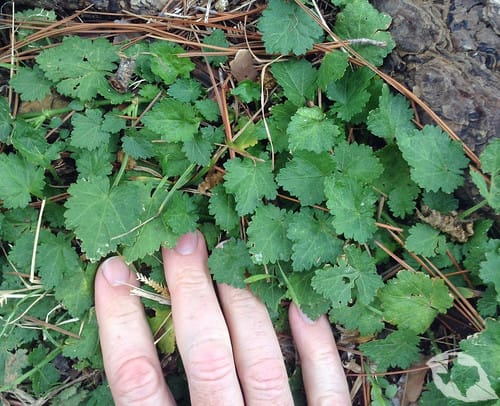Mallow - Carolina Bristle