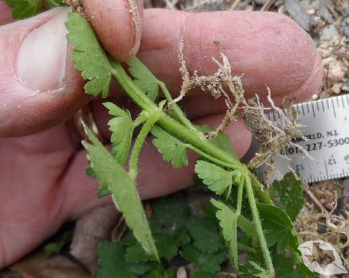 Mallow - Carolina Bristle