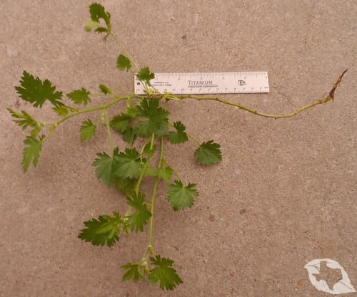 Mallow - Carolina Bristle