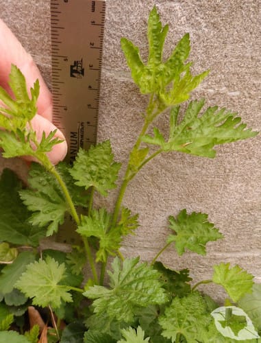 Mallow - Carolina Bristle