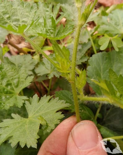 Mallow - Carolina Bristle