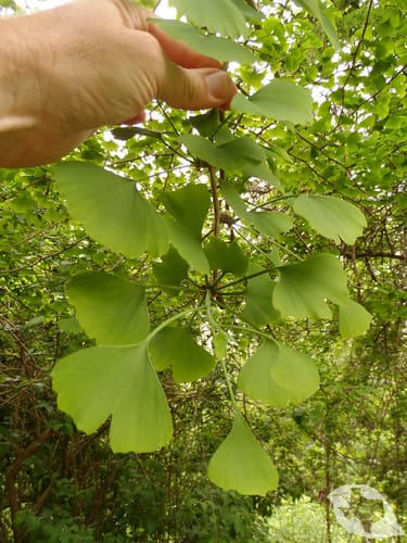 Ginkgo