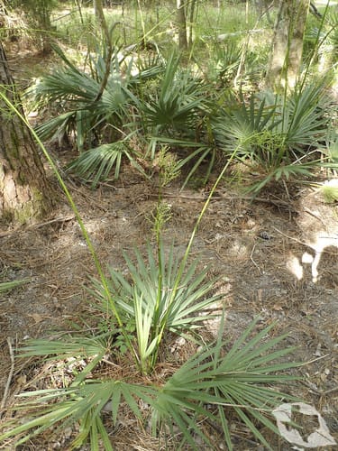Palm - Dwarf Palmetto