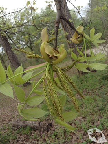 Shagbark Hickory