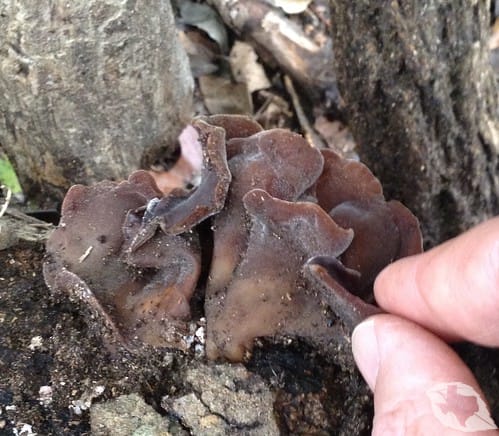 Mushroom - Wood's Ear