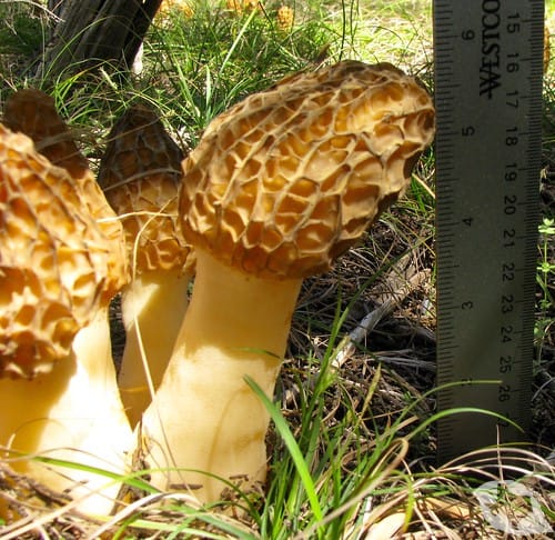 Mushroom - Morel