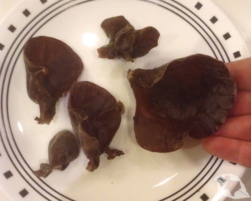 Mushroom - Wood's Ear