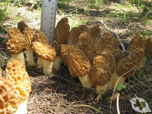 Mushroom - Morel