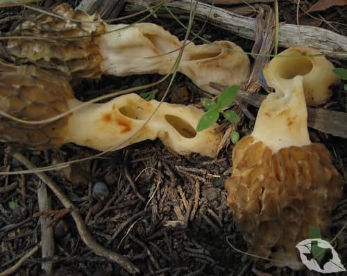 Mushroom - Morel