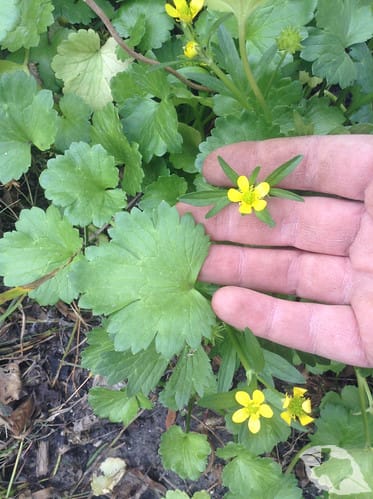 mimic of Mallow - Carolina Bristle
