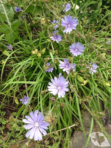 Chicory