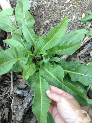 Curled Dock/Yellow Dock