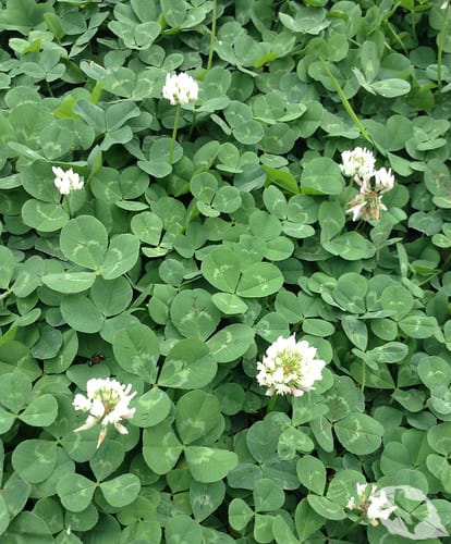 Clover - White