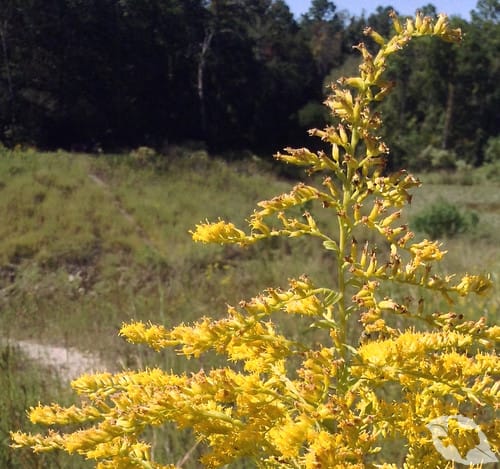 Goldenrod