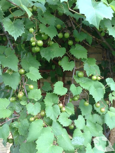 Grape - Muscadine