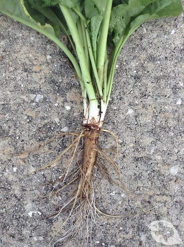 Curled Dock/Yellow Dock