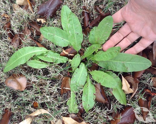 Curled Dock/Yellow Dock